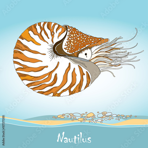 Vector illustration of Nautilus Pompilius or chambered nautilus on the blue background. Striped sea mollusk in contour style.