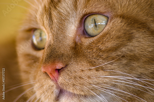 Cat, close up