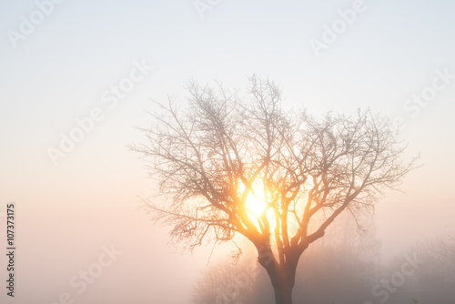 Tree, mist and morning sun in winter, Baden-Wurttemberg, Germany