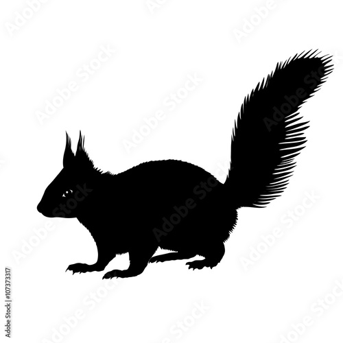 squirrel black silhouette vector illustration isolated