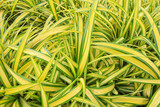 Beautiful Green Yellow Spider Plant In The Garden