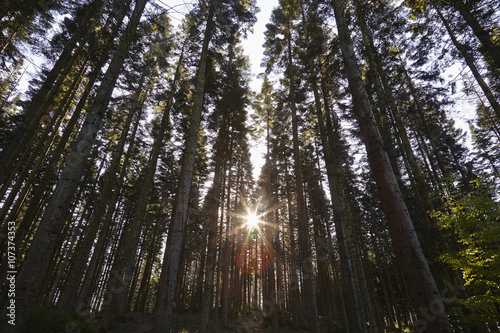 Conifer plantation in Plymbridge Woods, Plymouth, Devon photo