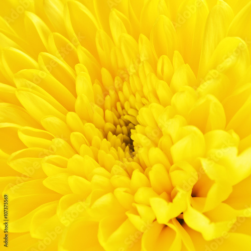 Yellow Chrysanthemum Flower Petals