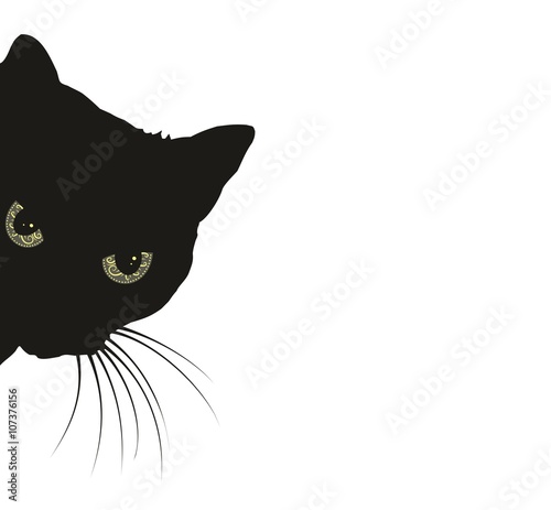 Fototapeta Naklejka Na Ścianę i Meble -  Predatory black cat. 