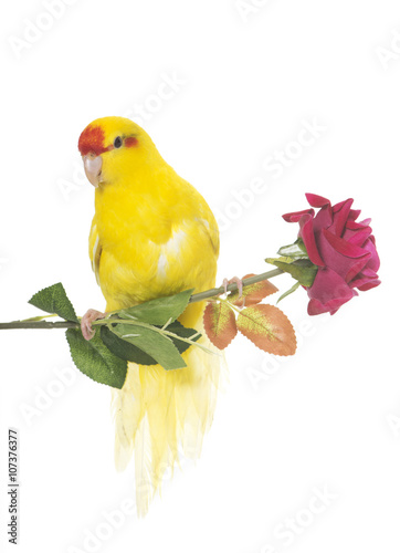 Photography Red-fronted Kakariki parakeet