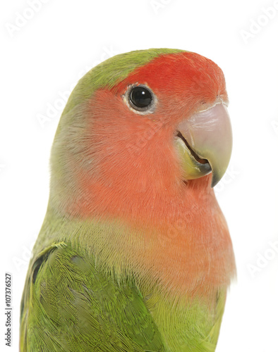 Canvas Print Peach faced Lovebird