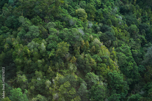 Dark green jungle trees aerial treetop view  © matousekfoto