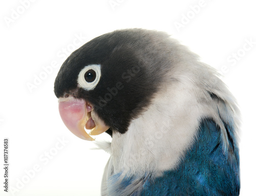 Canvas Print blue masqued lovebird