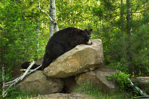 Mother Black Bear (Ursus americanus) With Cubs Climbs On Top of
