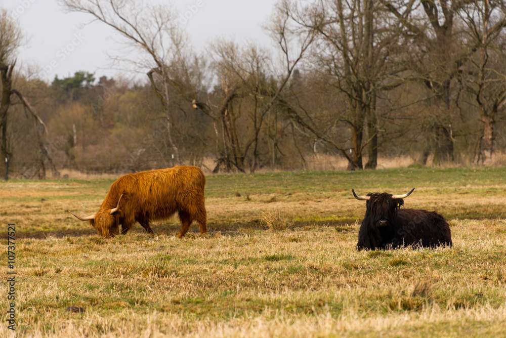 scottish highland cattle on meadow