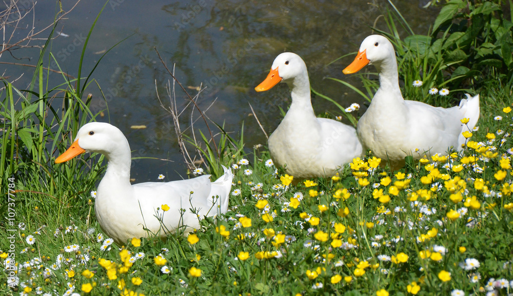 Fototapeta premium three white ducks in springtime