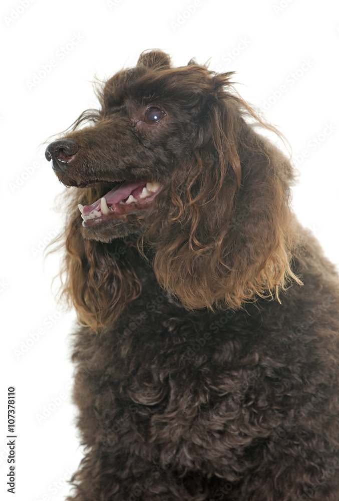 poodle in studio poodle in studio