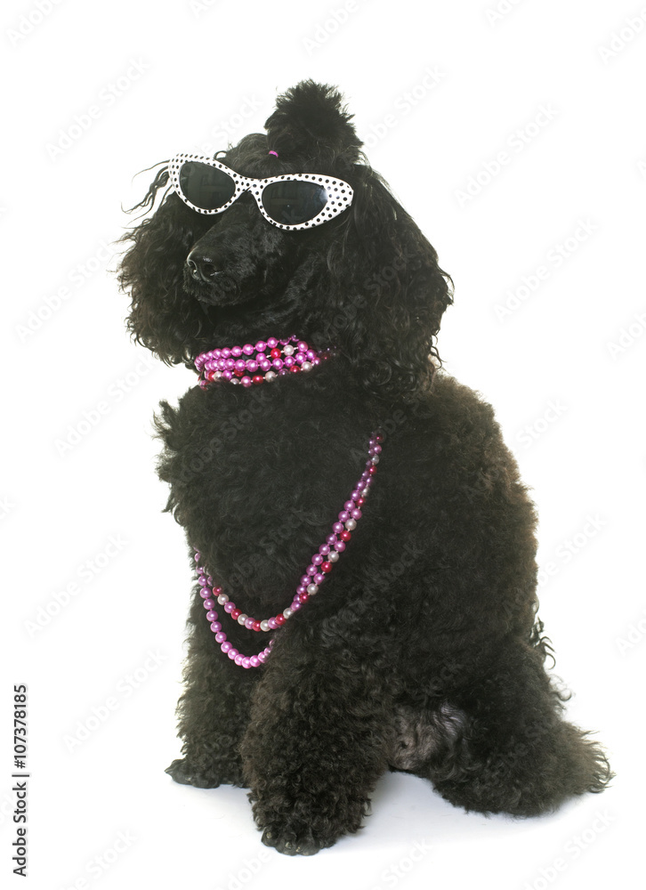 poodle with glasses