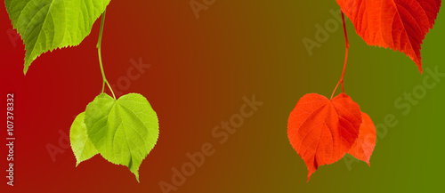 Green and red linden-tree twigs on multicolor background