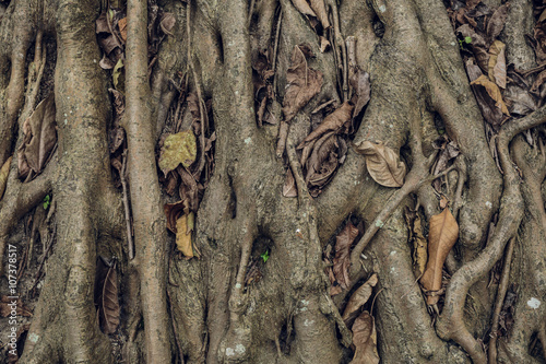 Complex structure of roots of a coniferous tree