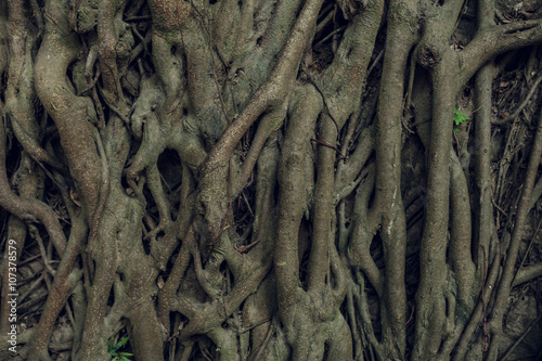 Complex structure of roots of a coniferous tree