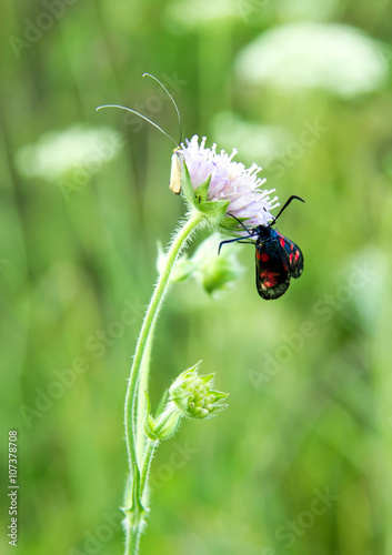 Butterfly on a flower