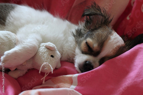 longwoolled chihuahua puppy sleeping with her mouse
