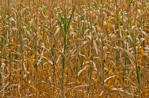 Dry yellow stalks of corn closeup at sunny summer day, Serbia