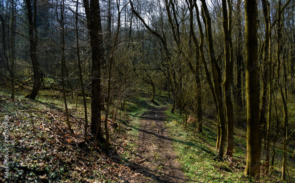 Obraz premium Spring forest with trees