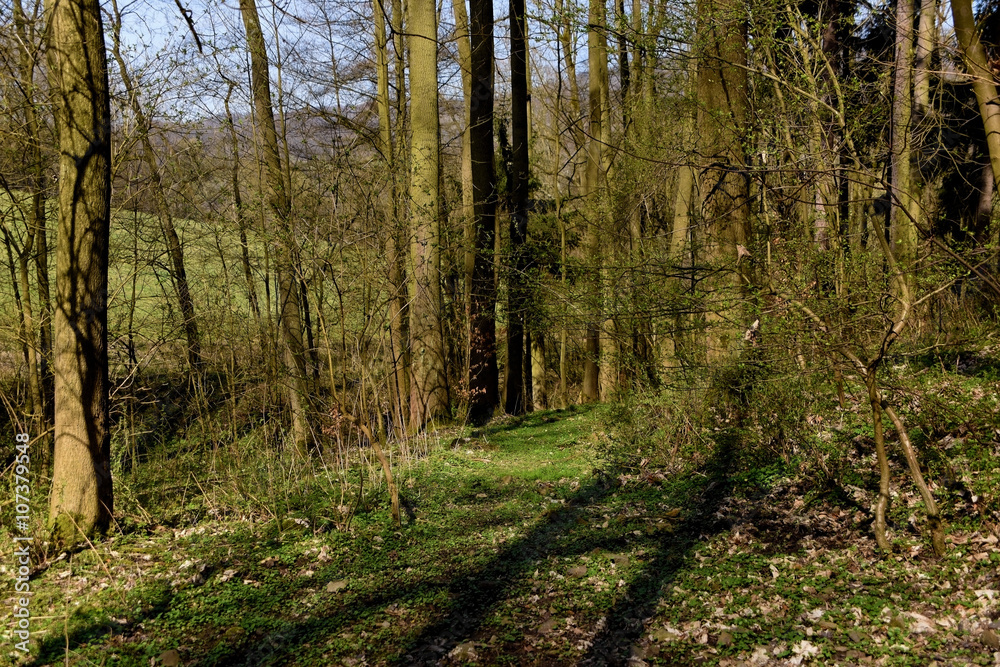 Obraz premium Spring forest with trees