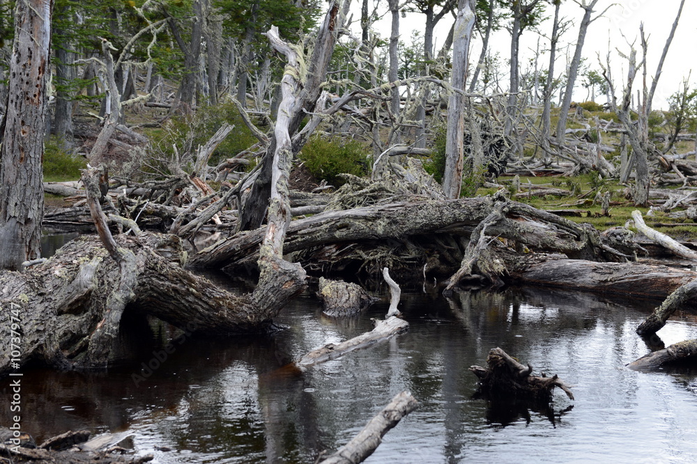 Fallen trees on the shore of Lago Blanco.