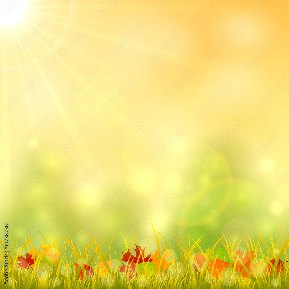 Obraz premium Jesień tło z liści klonu na trawie
