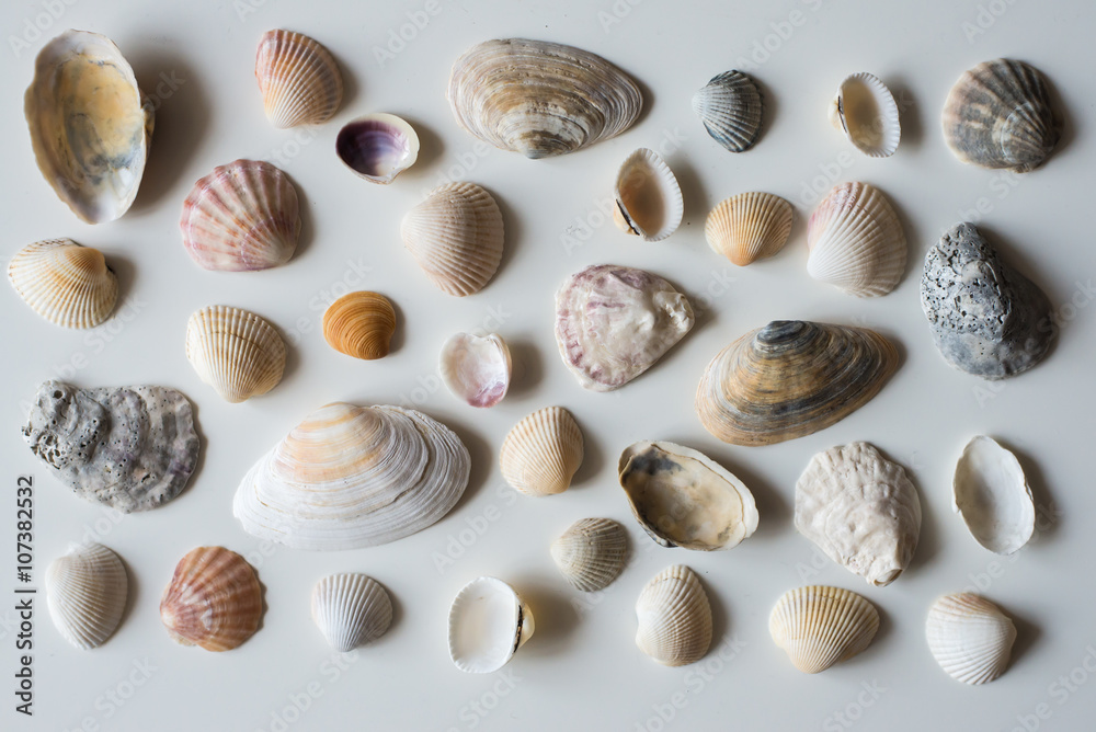 sea shells isolated on a white background. Excellent texture, different colors and shape.