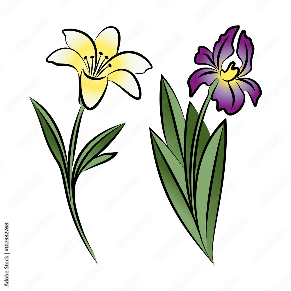 Naklejka premium Set of two outlined flowers. Lily and iris