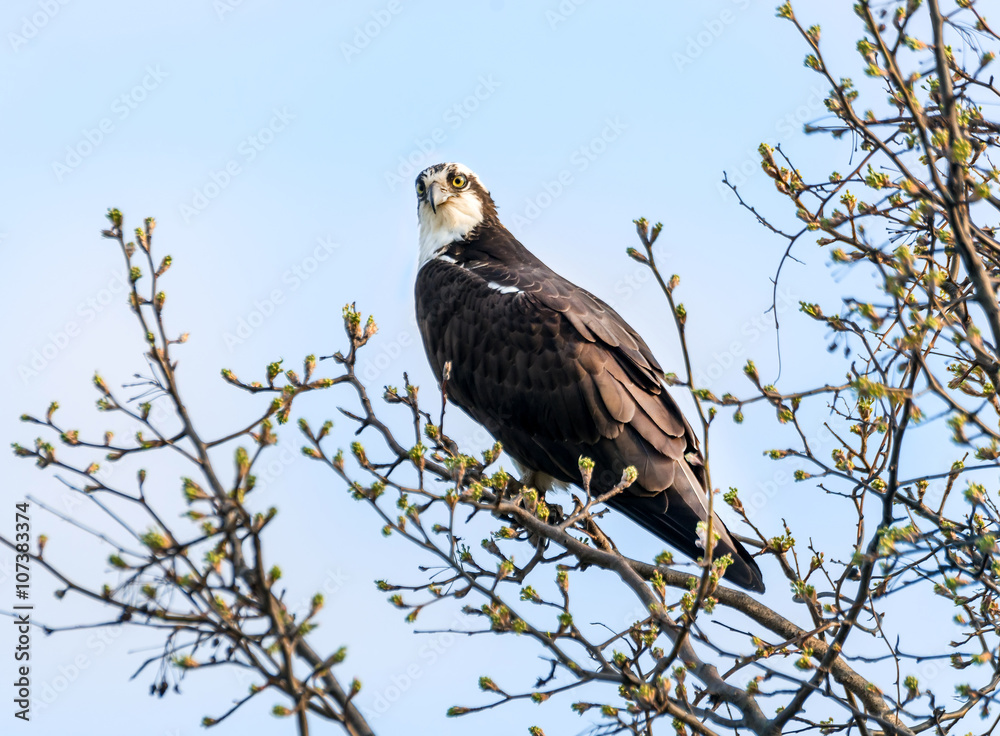 Osprey in Tree during Springtime Osprey in Tree during Springtime