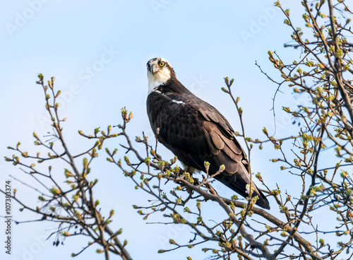 Osprey in Tree during Springtime