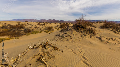 Desert sand dunes with dead trees. Mesquite Flat Sand Dunes, Death Valley National Park, California