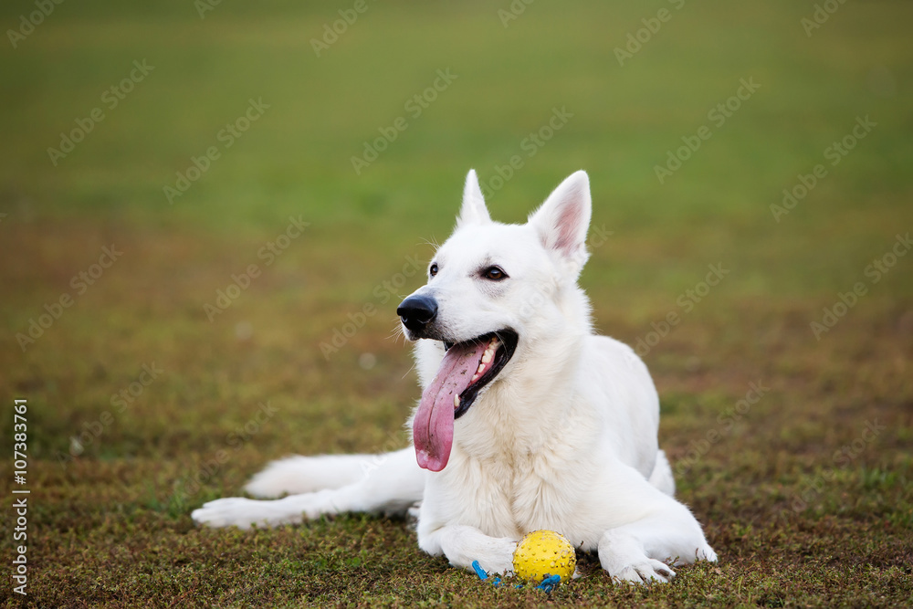 White Swiss shepherd dog with ball