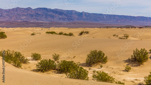 Sand dunes are nearly surrounded by mountains on all sides. View of dry hot arid landscape of wilderness. Mesquite Flat Sand Dunes, Death Valley National Park, California