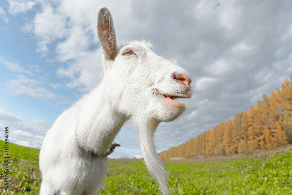 Obraz premium Happy goat