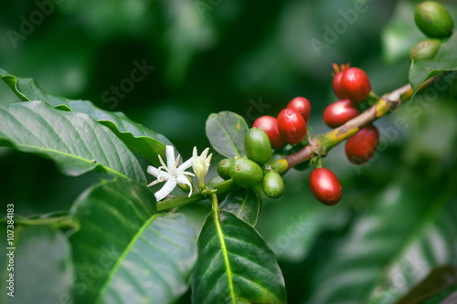 coffee berries and blossom