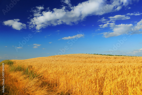 Wheat field against a blue sky