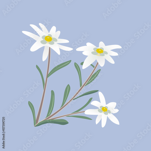Edelweiss. Flowers and leaves.