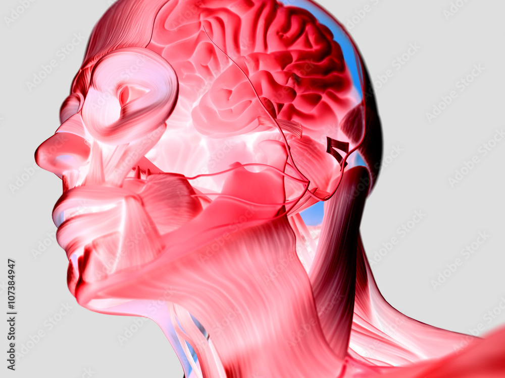 Anatomy head muscles and brain. 3D illustration. Stock Illustration ...
