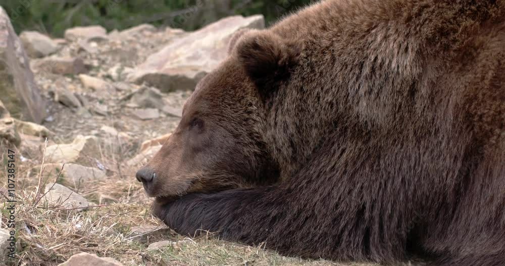 Brown Bear, Eating, Sitting, Looking, Nature, Wilderness Brown Bear, Eating, Sitting, Looking, Nature, Wilderness
