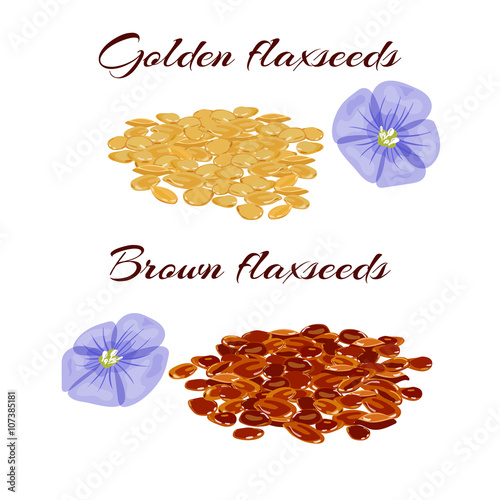 Flaxseeds and purple flax flower.