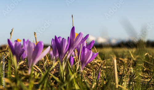 Obraz na plátně Spring crocuses