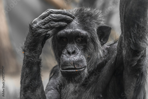 Thinking chimpanzee portrait close up