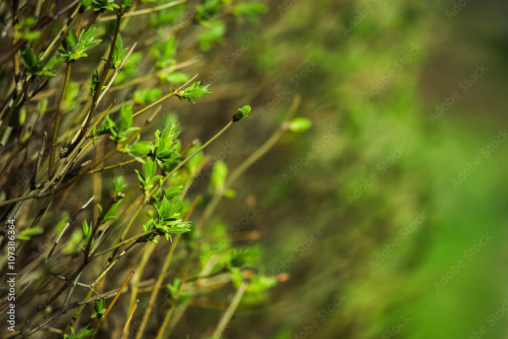 blurred spring background, young branches with leaves and buds blurred spring background, young branches with leaves and buds