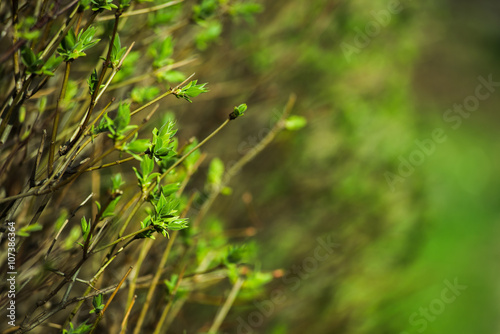 blurred spring background, young branches with leaves and buds