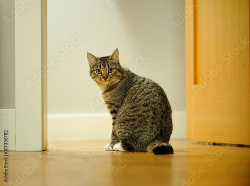 Tabby cat sitting in doorway with wood floors