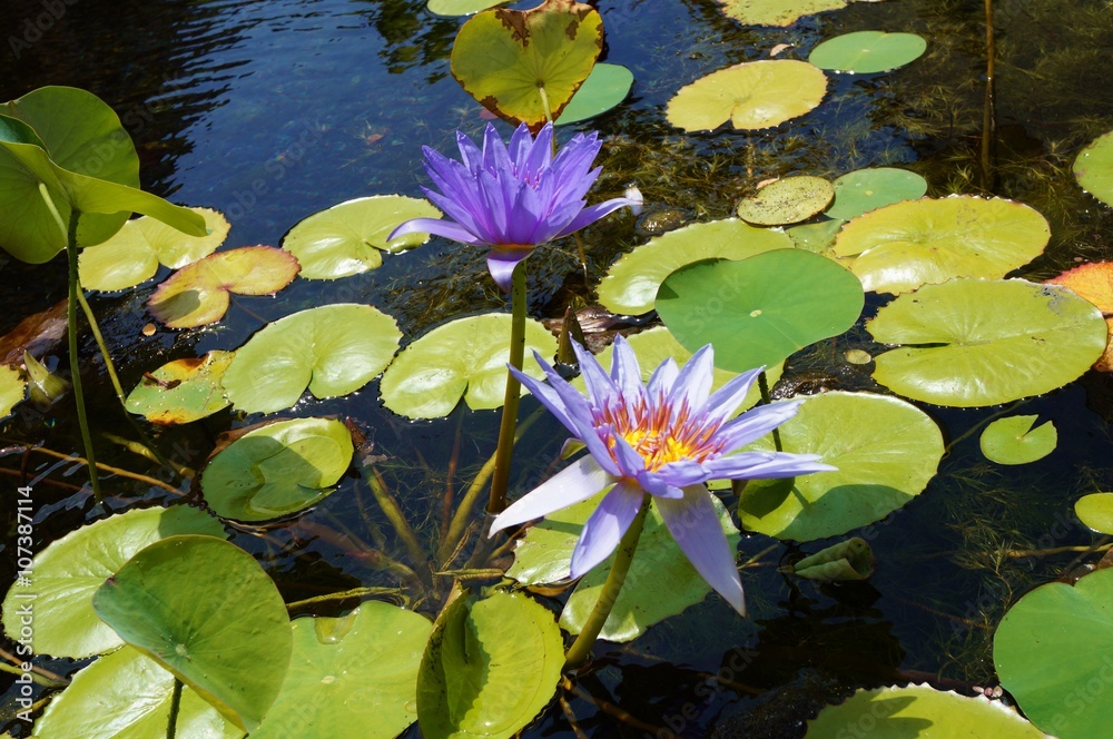 Lotus aquatic waterlily flowers in a pond in Hawaii Lotus aquatic waterlily flowers in a pond in Hawaii