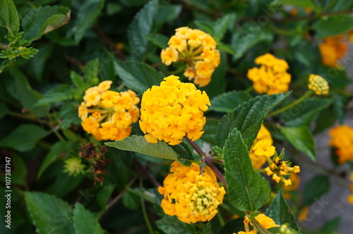 Yellow lantana flowers © eqroy