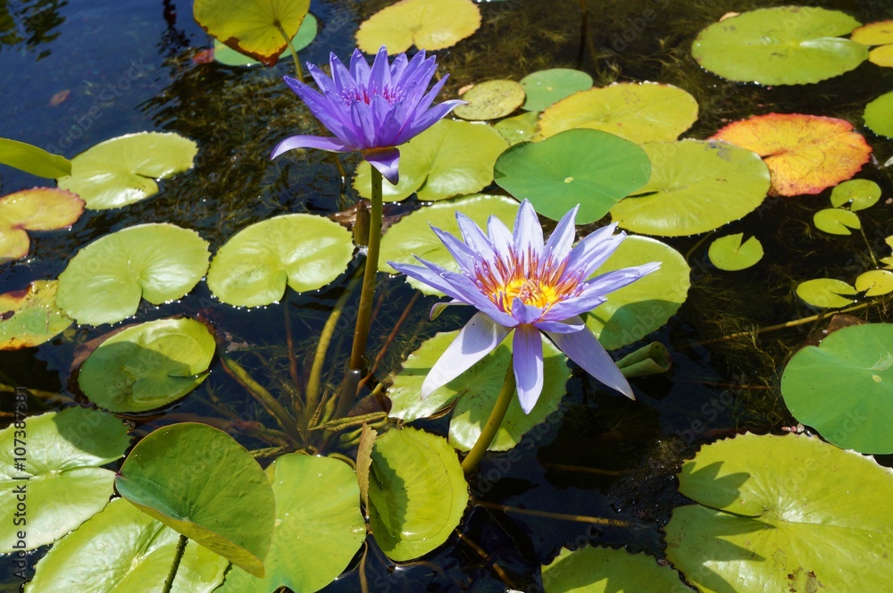 Purple aquatic waterlily lotus flowers in a pond in Hawaii Purple aquatic waterlily lotus flowers in a pond in Hawaii