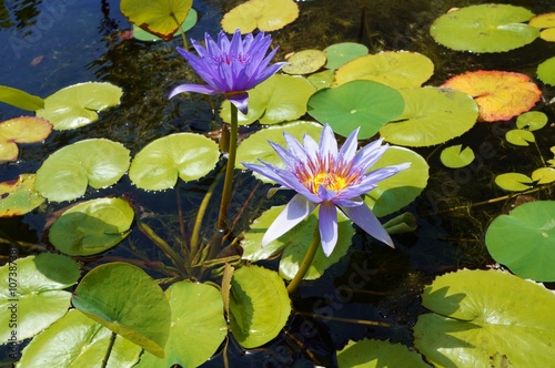 Purple aquatic waterlily lotus flowers in a pond in Hawaii